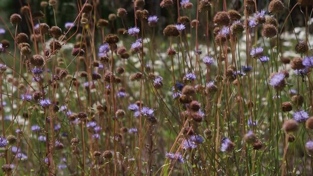 Close-up on a meadow of sheep's bit scabious, also known as blue bonnets, blue buttons, blue daisy (Jasione montana). Filmed in summer daytime with changing wind.