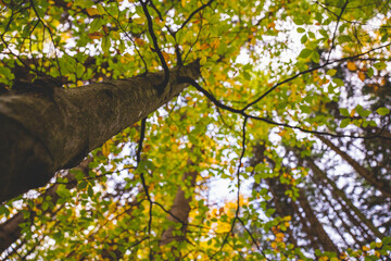Baum, Blätter, Herbst, Baumwipfel, Baumstamm, Natur