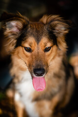 Hund, Haustier, Tier, Hündin, Rüde, Mischling, lieb, süss, Wallpaper, Hintergrundbild