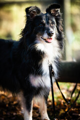 Hund, Haustier, Tier, Hündin, Rüde, Mischling, lieb, süss, Wallpaper, Hintergrundbild