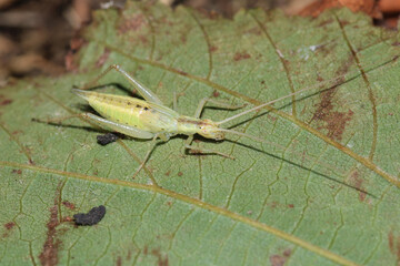 natural oecanthus fultoni insect macro