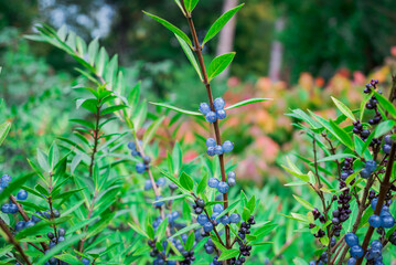 Deep glossy poisonous blue berriesberries in autumn