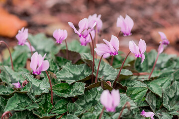 Deep fuchsia colored cyclamen with the background of a green spring..