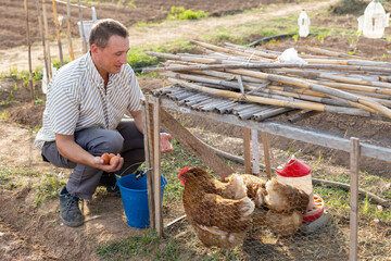 Caucasian man squatting at outdoor chicken coop collecting eggs. Male village inhabitant at work. © JackF