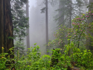 Redwood forest on a foggy day with blooming rhododendrons in the mist.