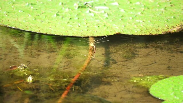 オオオニバスの根にとまり産卵するトンボ