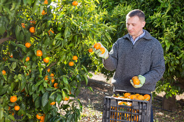 Portrait of adult man in sweater harvesting tangerines on organic plantation. High quality photo