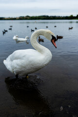 swan on the water