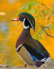 Wood Duck drake on bank of pond in Colorado