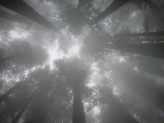 Coast redwood - Sequoia sempervirens - canopy, upward perspective, on a foggy day.