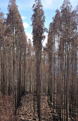 Bush of burned trees, after a forest fire, save the planet