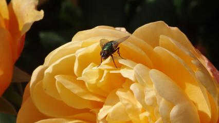 Common green bottle fly (Lucilia sericata) sitting on a yellow rose