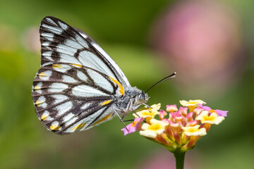 Caper White Butterfly feeding at Laantana flower