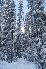 Forest near Lake Louise in Banff Park