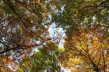 Laubwald im Herbst.