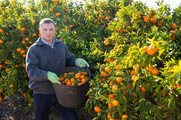 Portrait of man in sweater harvesting tangerines on organic plantation