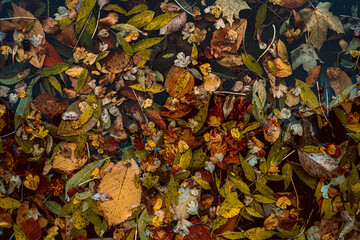 autumn leaves on the ground