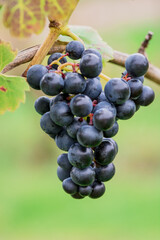 Garden organic grapes growing in midlands england