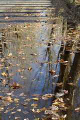 vertical shot with dry leaves in puddle in autumn park