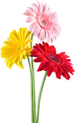Red, Yellow and Pink Gerbera Daisies