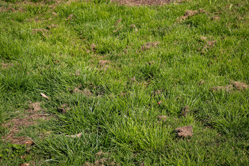 freshly cut lawn