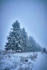 Frozen pine forest covered with snow at foggy morning, vertical