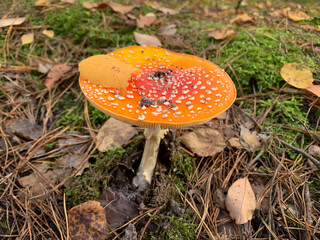 fly agaric mushroom