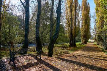 Fototapeta premium Vibrant autumn scenery with yellow leaves and a bench. Park in fall season. Strolling among branches, trees and leaves.