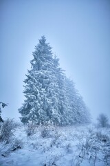 Frozen pine forest covered with snow at foggy morning, vertical