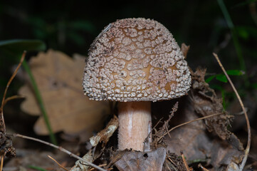 The blusher (Amanita rubescens) is the common name for several closely related species of the genus Amanita. 