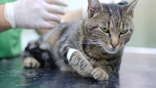 Cat pet at the veterinary clinic and vet examing the cat