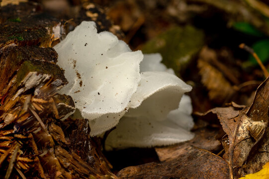 Pseudohydnum gelatinosum is a species of fungus in the order Auriculariales. It has the recommended common name of jelly tooth or cat's tongue jelly fungus