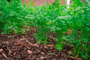 This is a vegetable garden beetroots,cceleriac, Swiss Chard