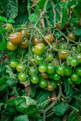 Tomato plant is ill with Phytophthora Phytophthora Infestans.