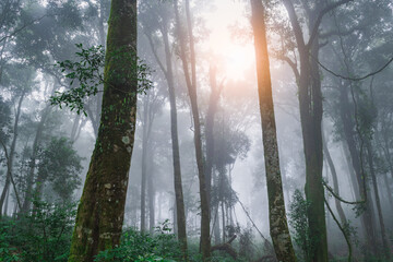Wide angle shot of Asia rain forest and sunrise foggy with tree in the morning