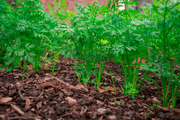 This is a vegetable garden beetroots,cceleriac, Swiss Chard