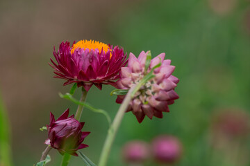 Xerochrysum bracteatum ( golden everlasting or strawflower)