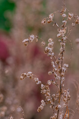 An isolated dried thistle flower in a  field