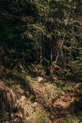 Vertical view of a beautiful landscape in the Ivano-Frankivsk region, Ukraine