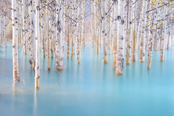 Birch forest in turquoise water. Abraham Lake. Natural scenery in fall time. Photo for background and wallpaper. Banff National Park, Alberta, Canada. Photo for background and wallpaper.