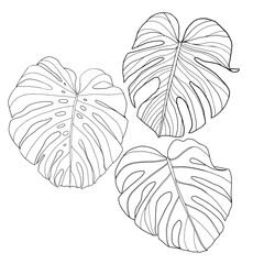 Monstera tropical leaves. Exotic leaves jungle. Line art of monstera leaves for coloring page