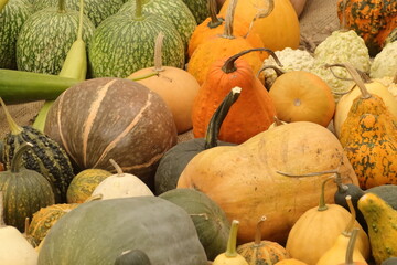 Pumpkins VI
