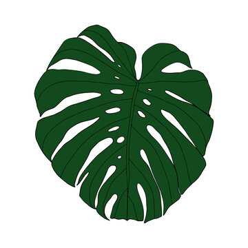 Monstera tropical leaves. Exotic leaves jungle. Coloring of monstera leaves
