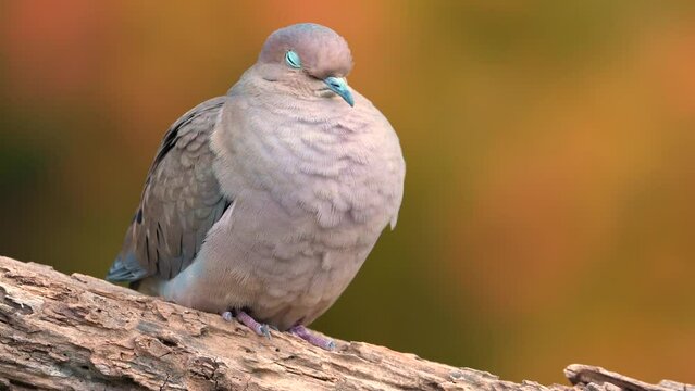Mourning Doves-Bilder: Stock-Fotos & -Videos. | Adobe Stock