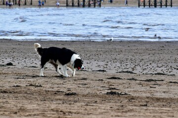 Black and white border collie dog playing with a red ball on the beach, Weston-super-Mare, England, UK