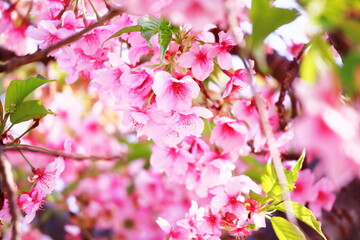 Fototapeta na wymiar 満開のピンクの桜