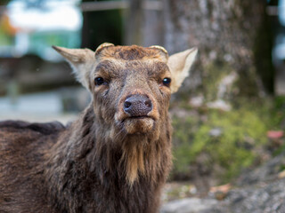 Fototapeta premium 寂しげな雄鹿