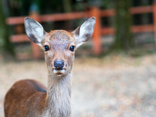 好奇心旺盛な子鹿