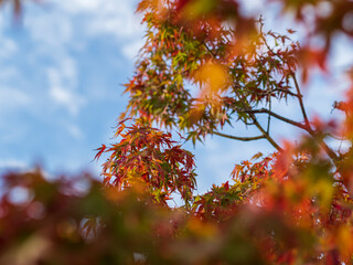 色づいていくカエデの葉