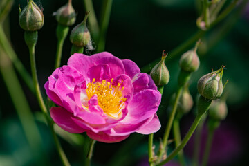 Colorful roses bloom in spring